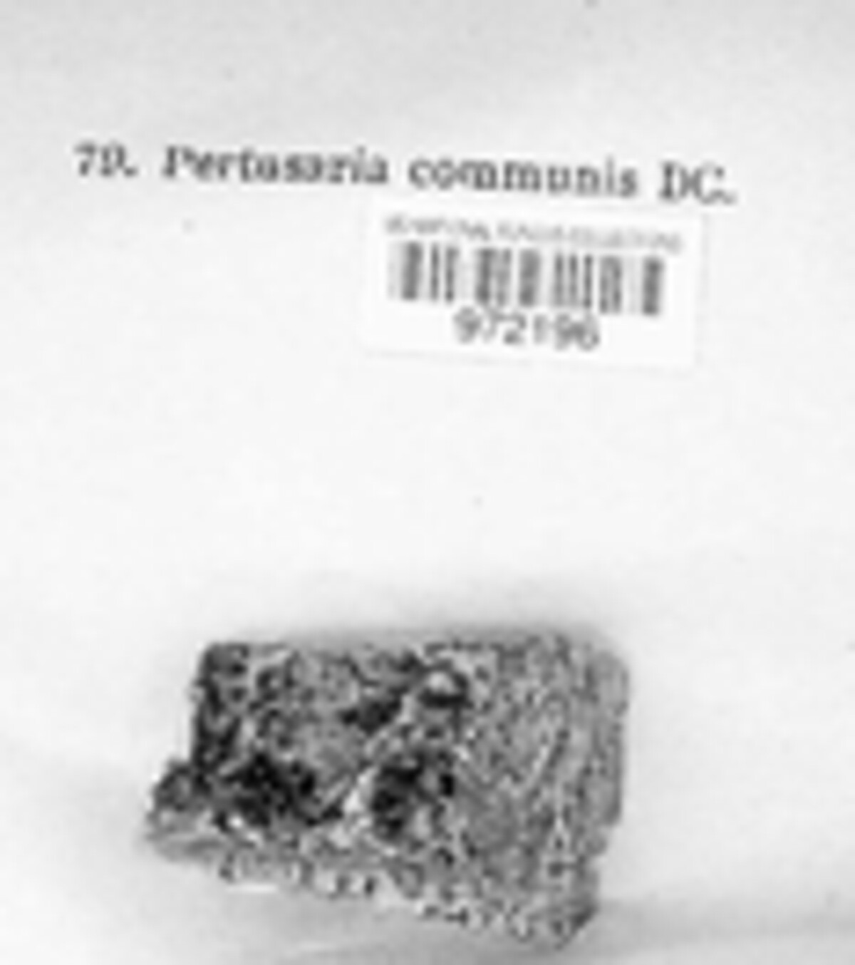Pertusaria pertusa image